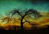 egzotic tree-6.jpg
