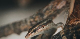 deluxetravelclub_biuro podróży Seszele-48_4.jpg