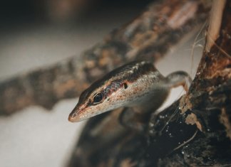 Eko-turystyka na Seszelach: Zrównoważone podróże z lokalnym biurem deluxetravelclub_biuro podróży Seszele-48_4.jpg